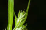 Asian shortstem sedge